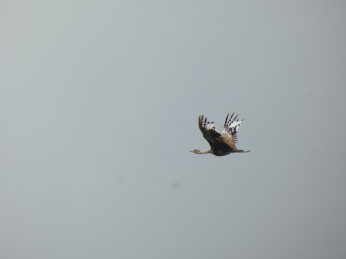 Black-bellied Bustard - ML642177914