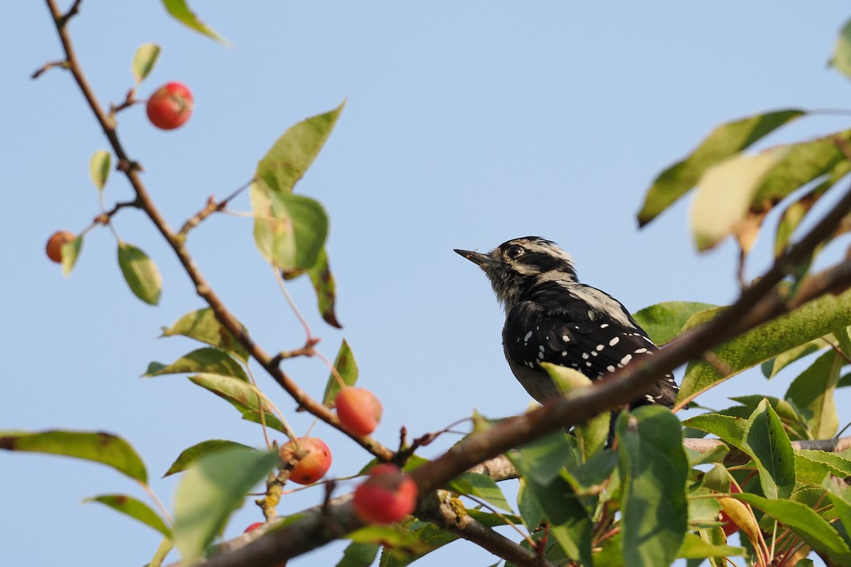 Downy Woodpecker - ML642177915