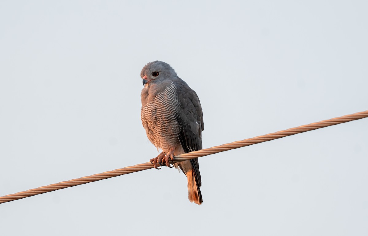 Lizard Buzzard - ML642177916