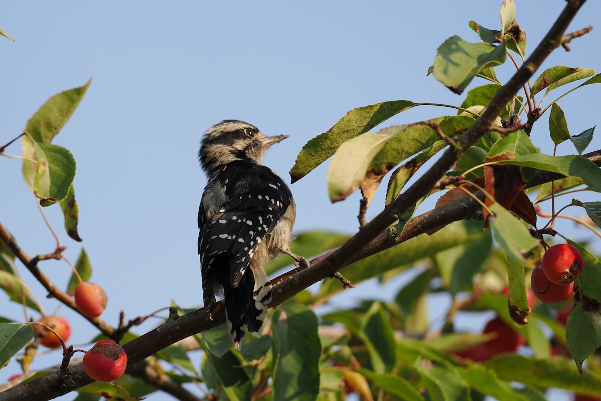Downy Woodpecker - ML642177917
