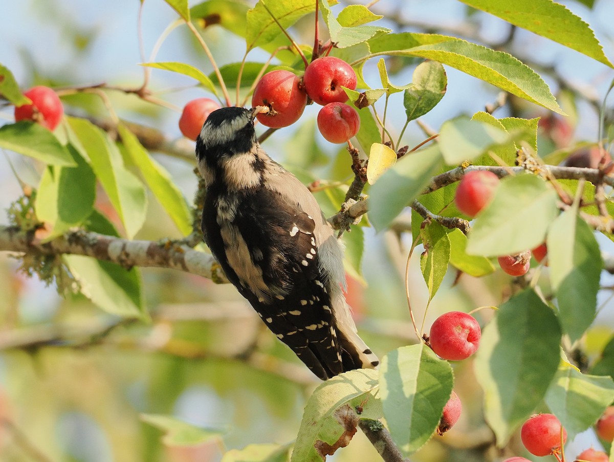 Downy Woodpecker - ML642177918