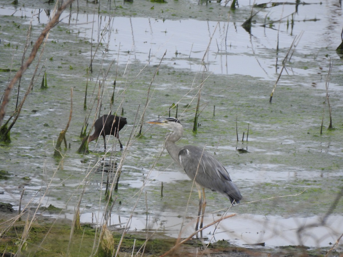 Gray Heron - ML642177920