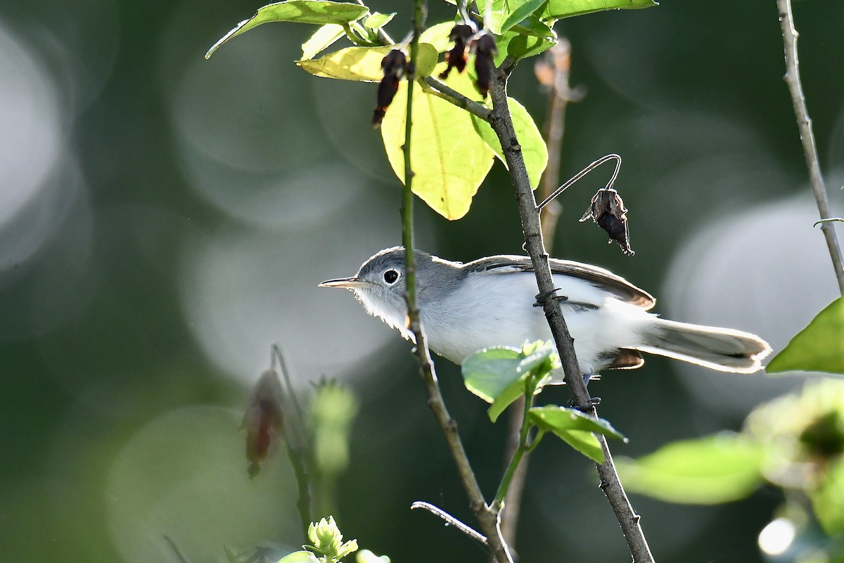 Blue-gray Gnatcatcher - ML642177921