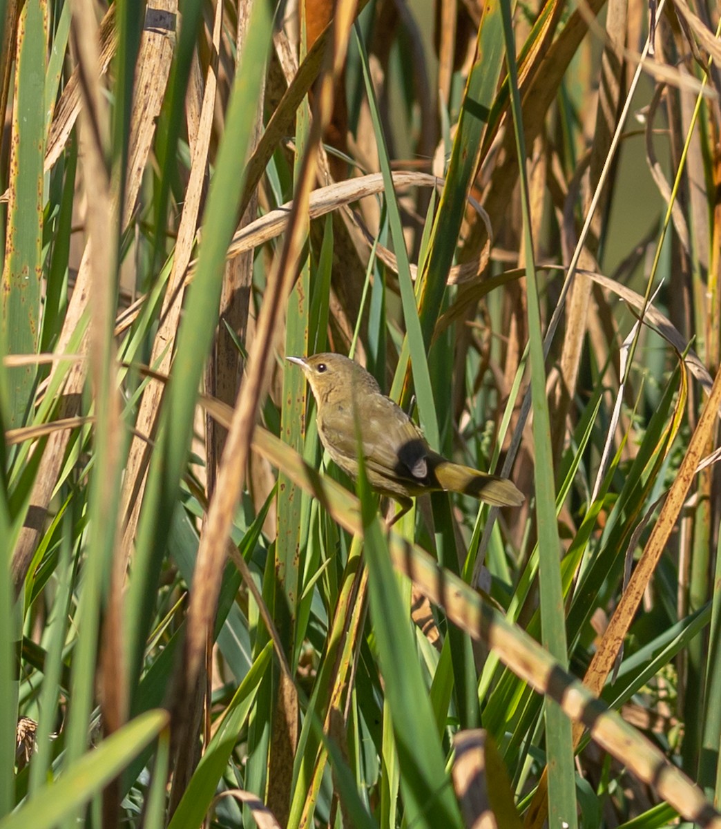 Common Yellowthroat - ML642177922