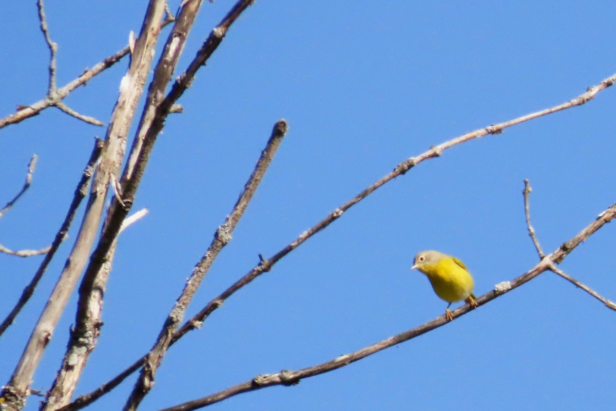Nashville Warbler - ML642177924
