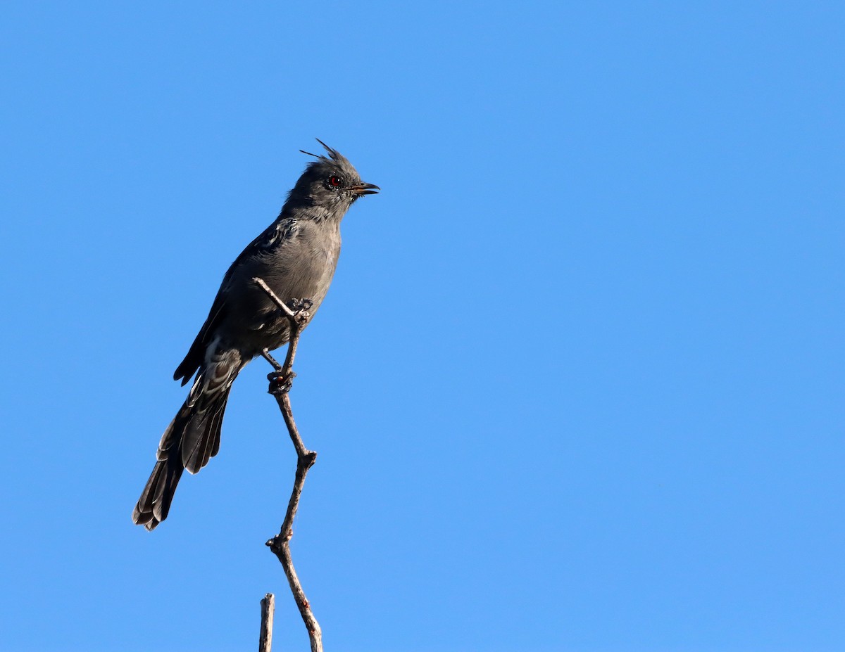 Phainopepla - ML642177926