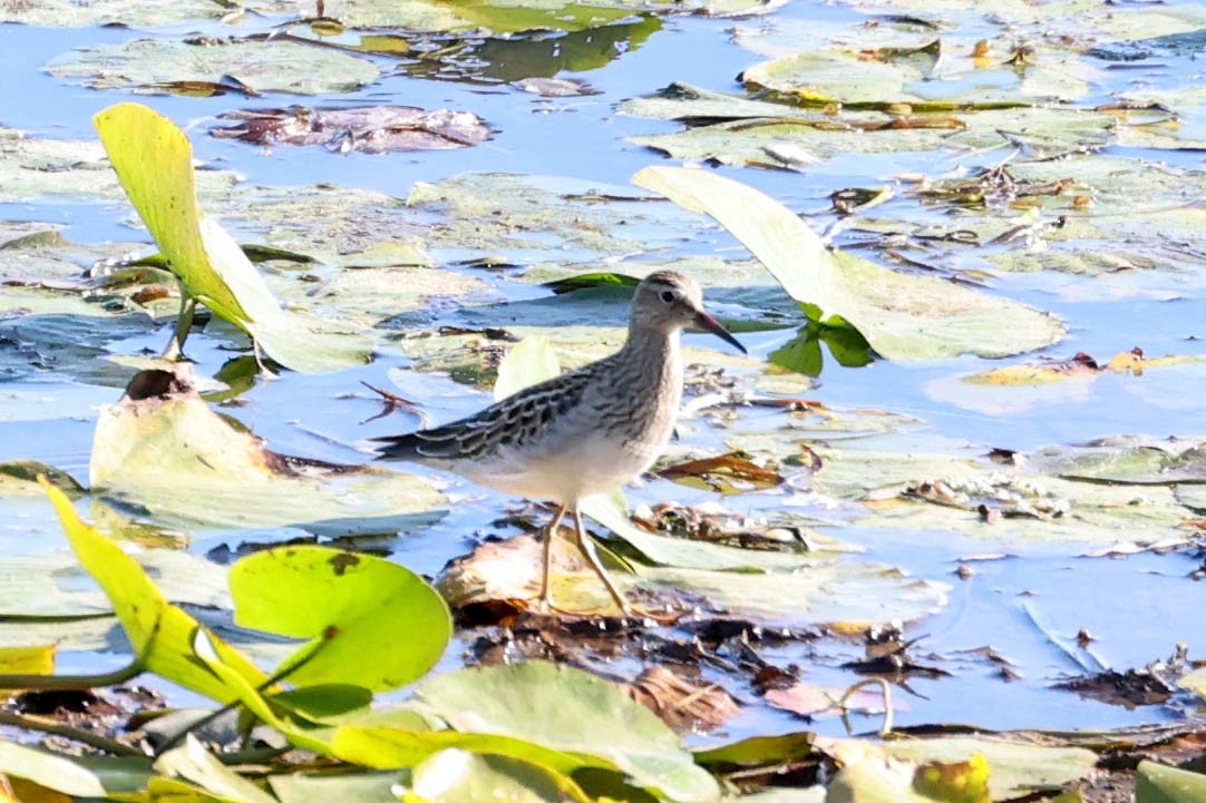 Pectoral Sandpiper - ML642177927