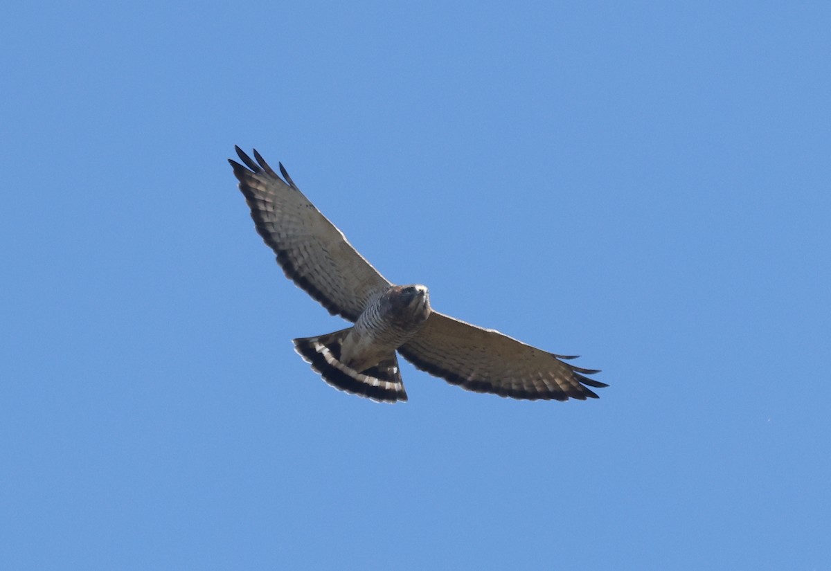 Broad-winged Hawk - ML642177930