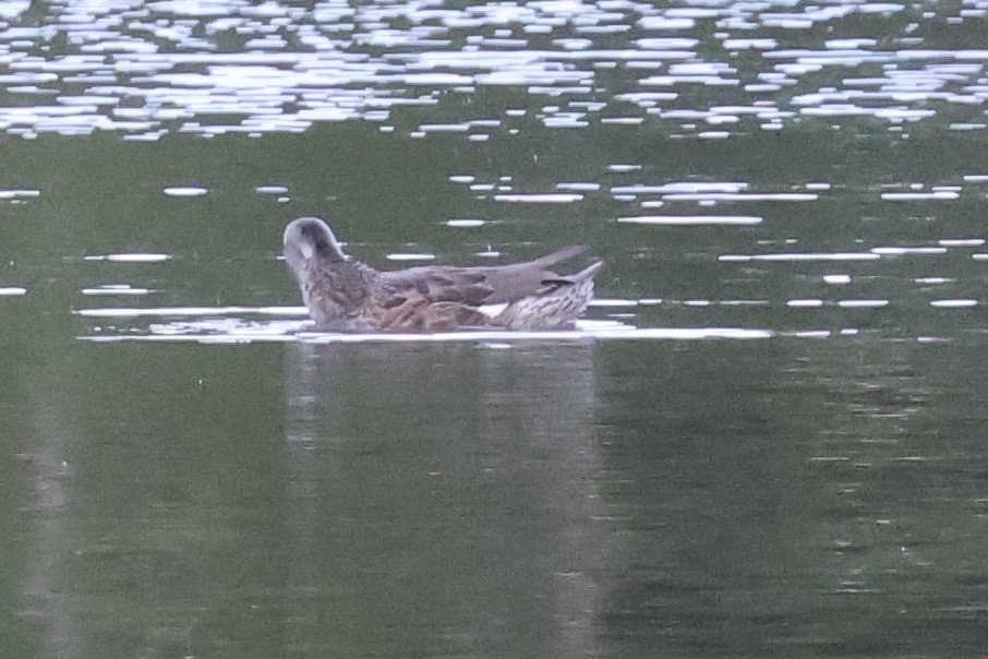 Gadwall - ML642177936