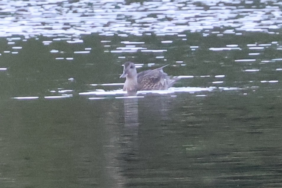 Gadwall - ML642177937