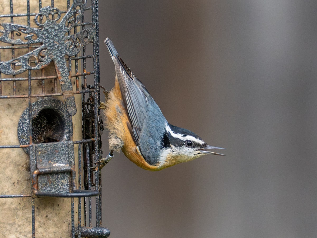 Red-breasted Nuthatch - ML642177938