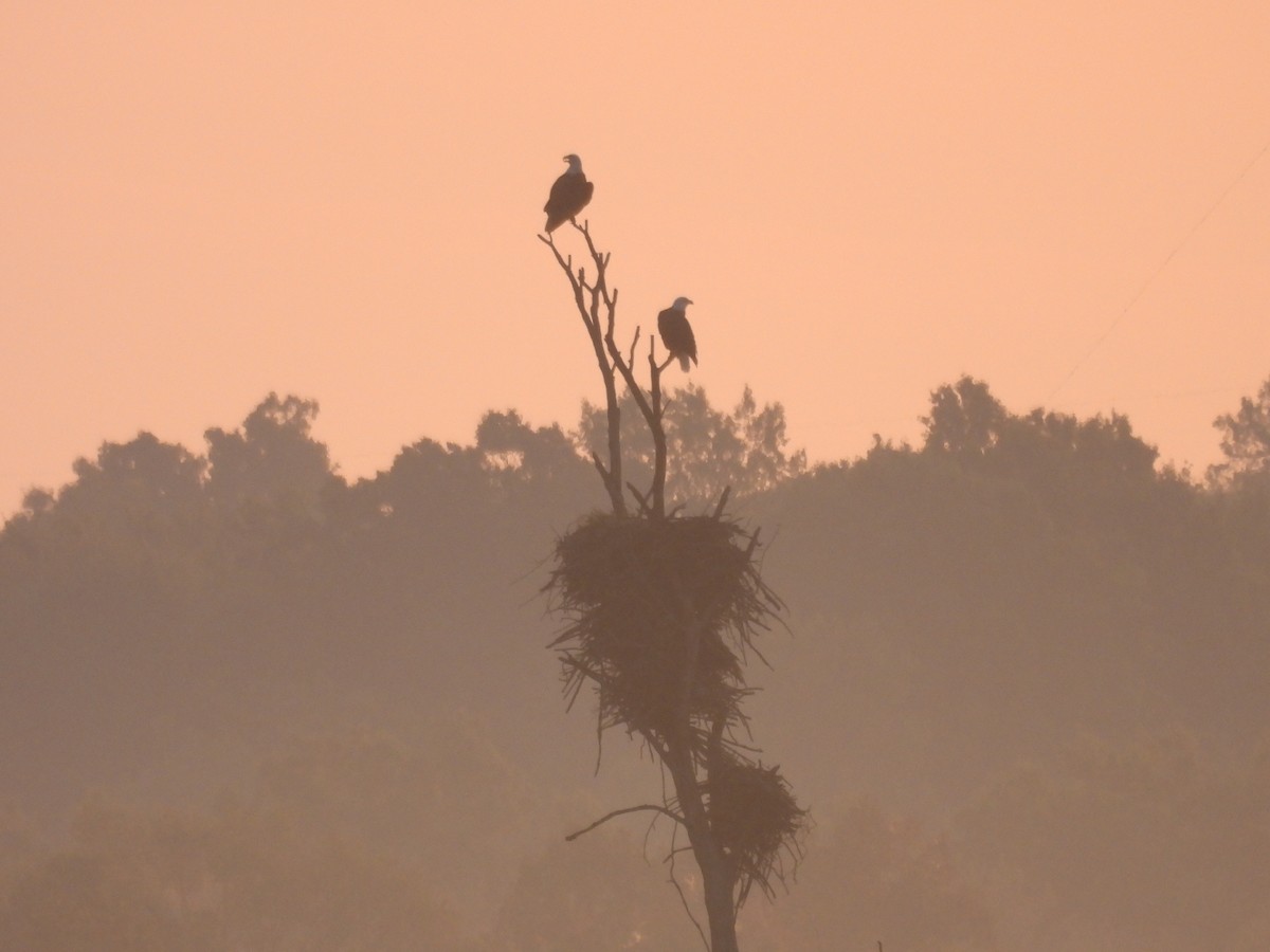 Bald Eagle - ML642177939