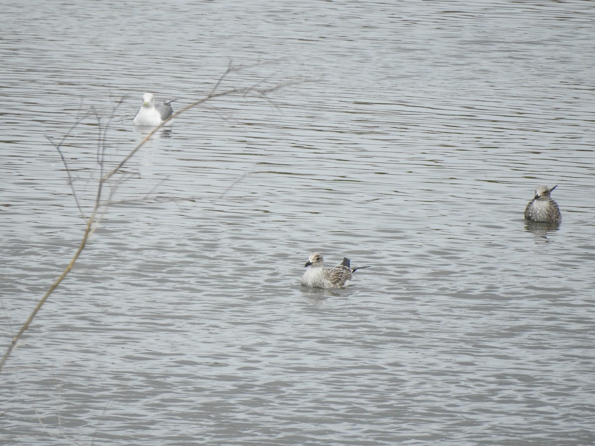 Yellow-legged Gull - ML642177940