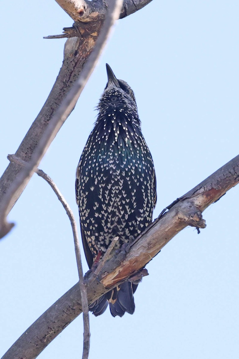 European Starling - ML642177946