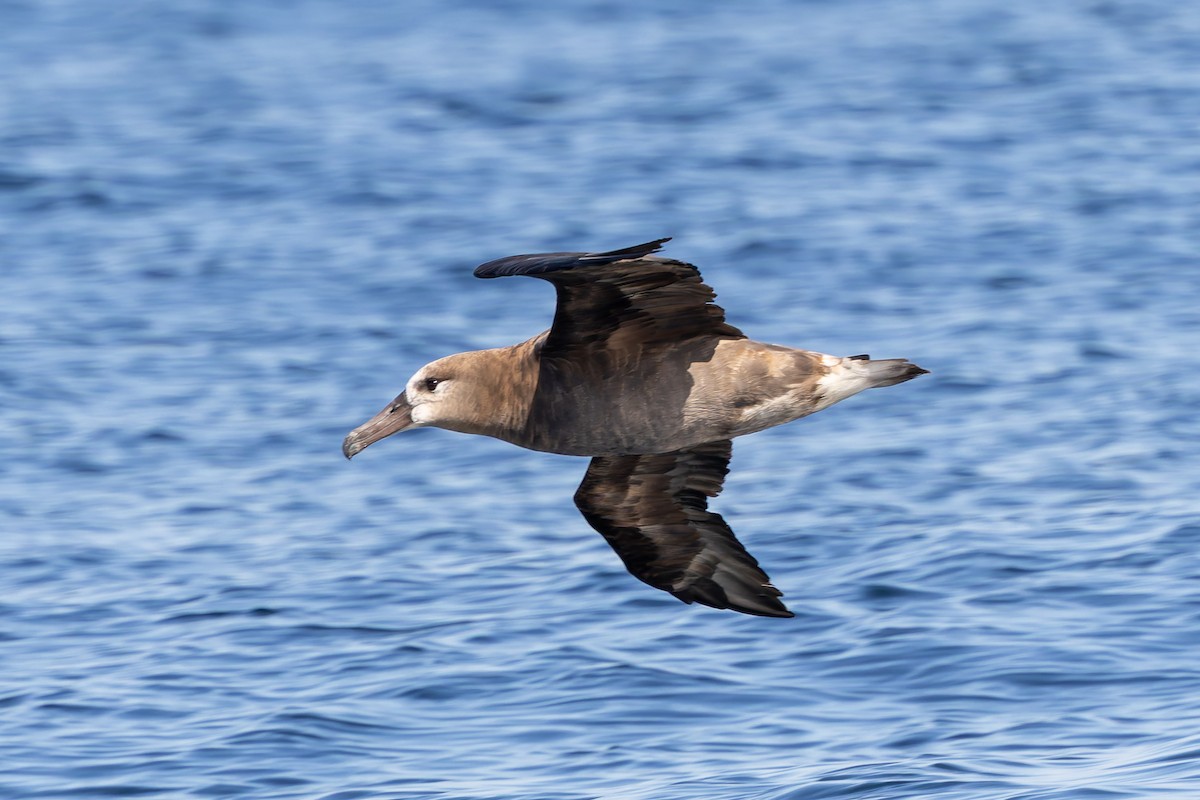Black-footed Albatross - ML642177961