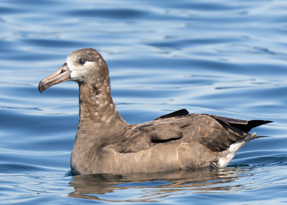 Black-footed Albatross - ML642177962