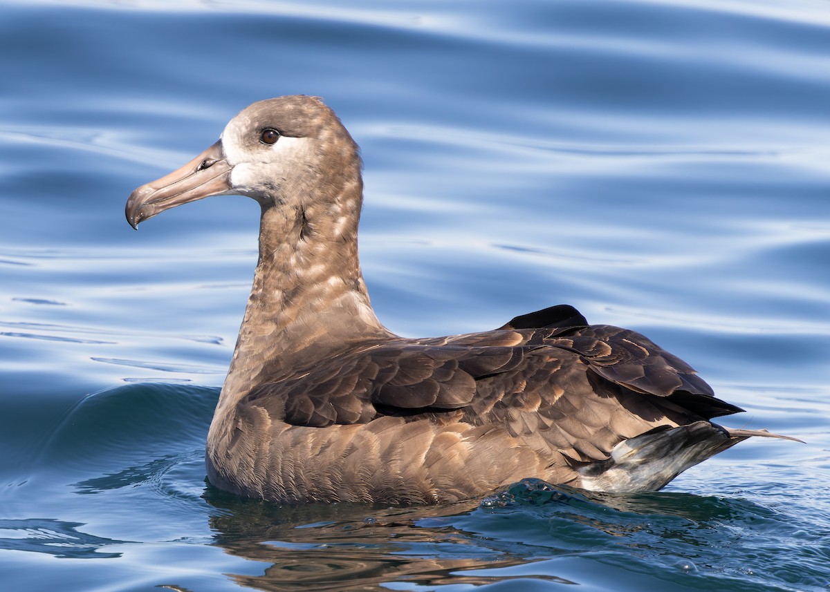 Black-footed Albatross - ML642177963