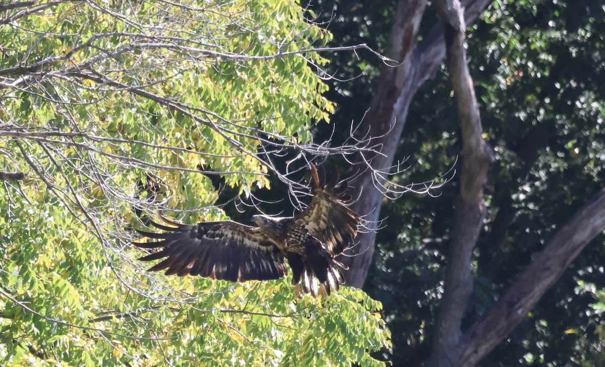 Bald Eagle - ML642177965