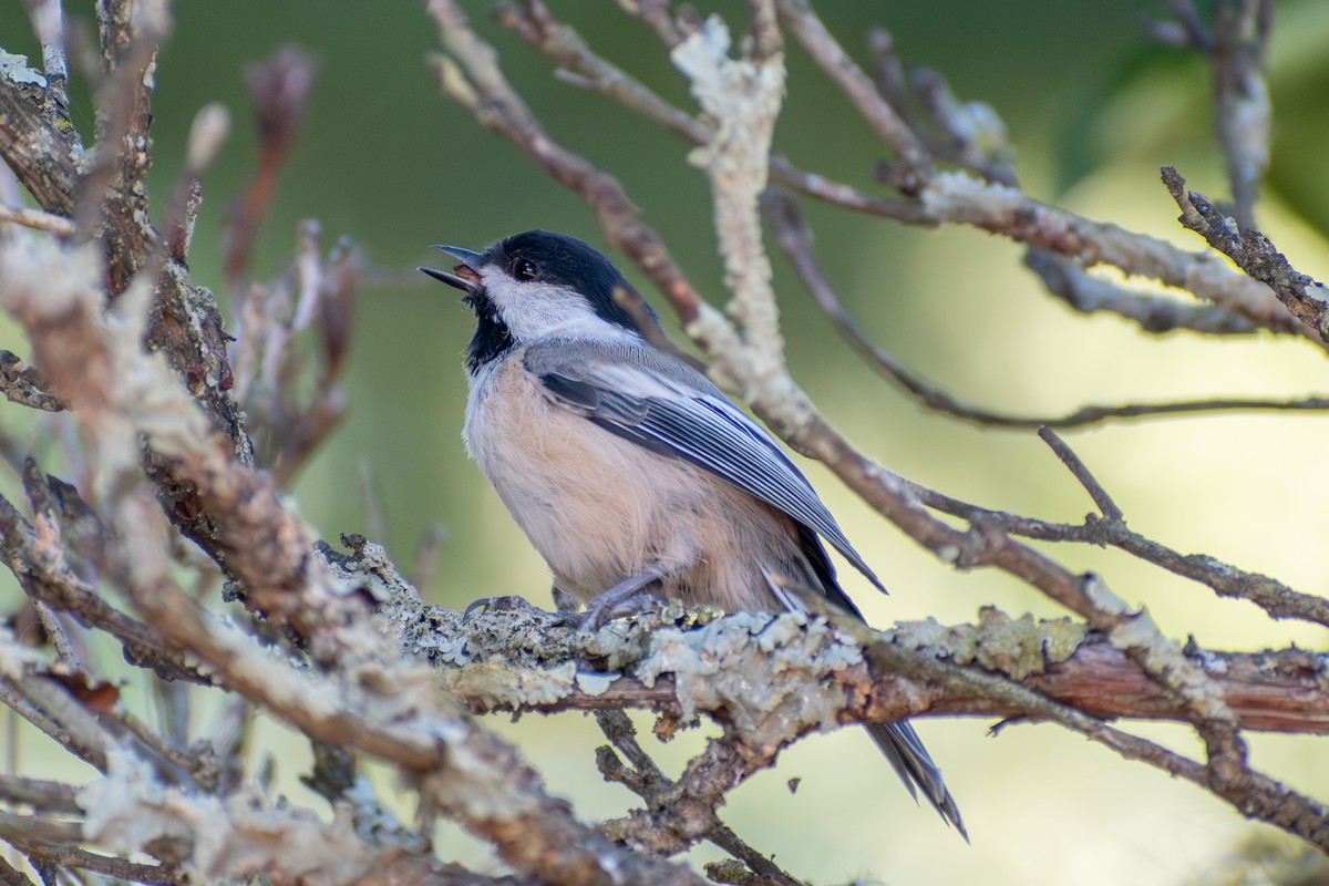Black-capped Chickadee - ML642177979
