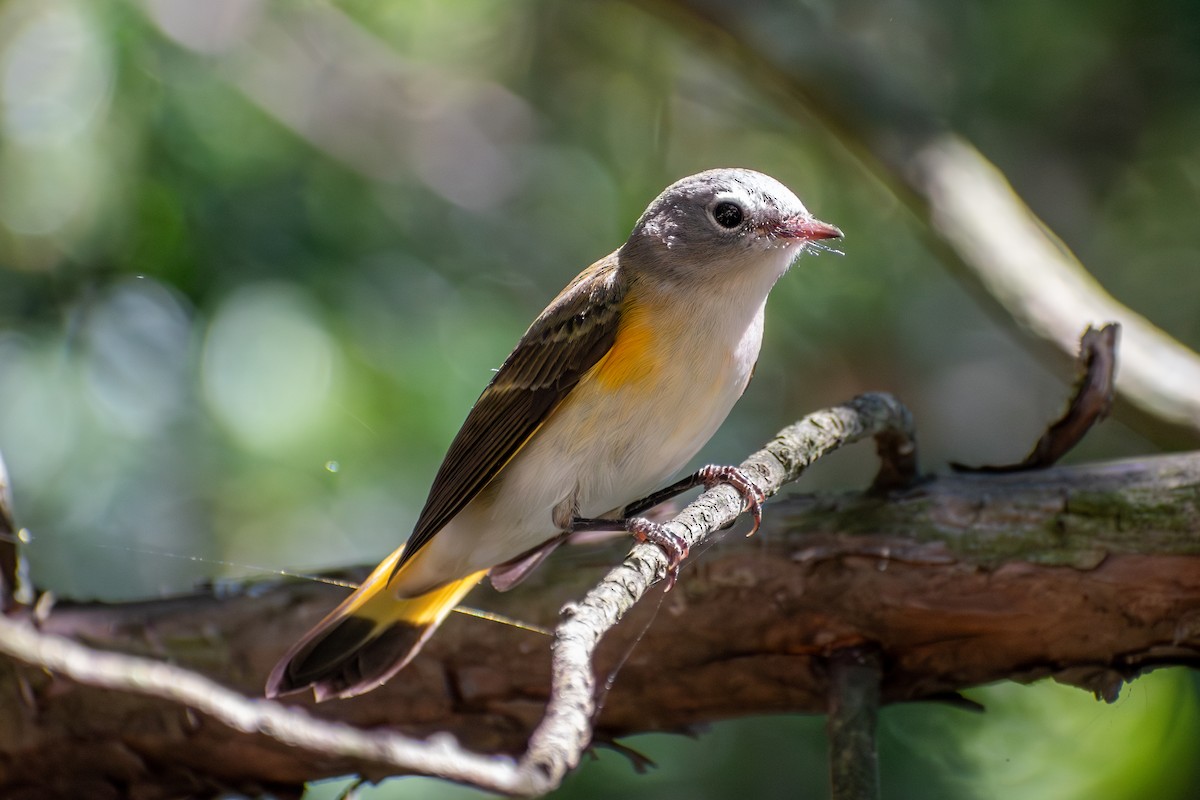 American Redstart - ML642177997