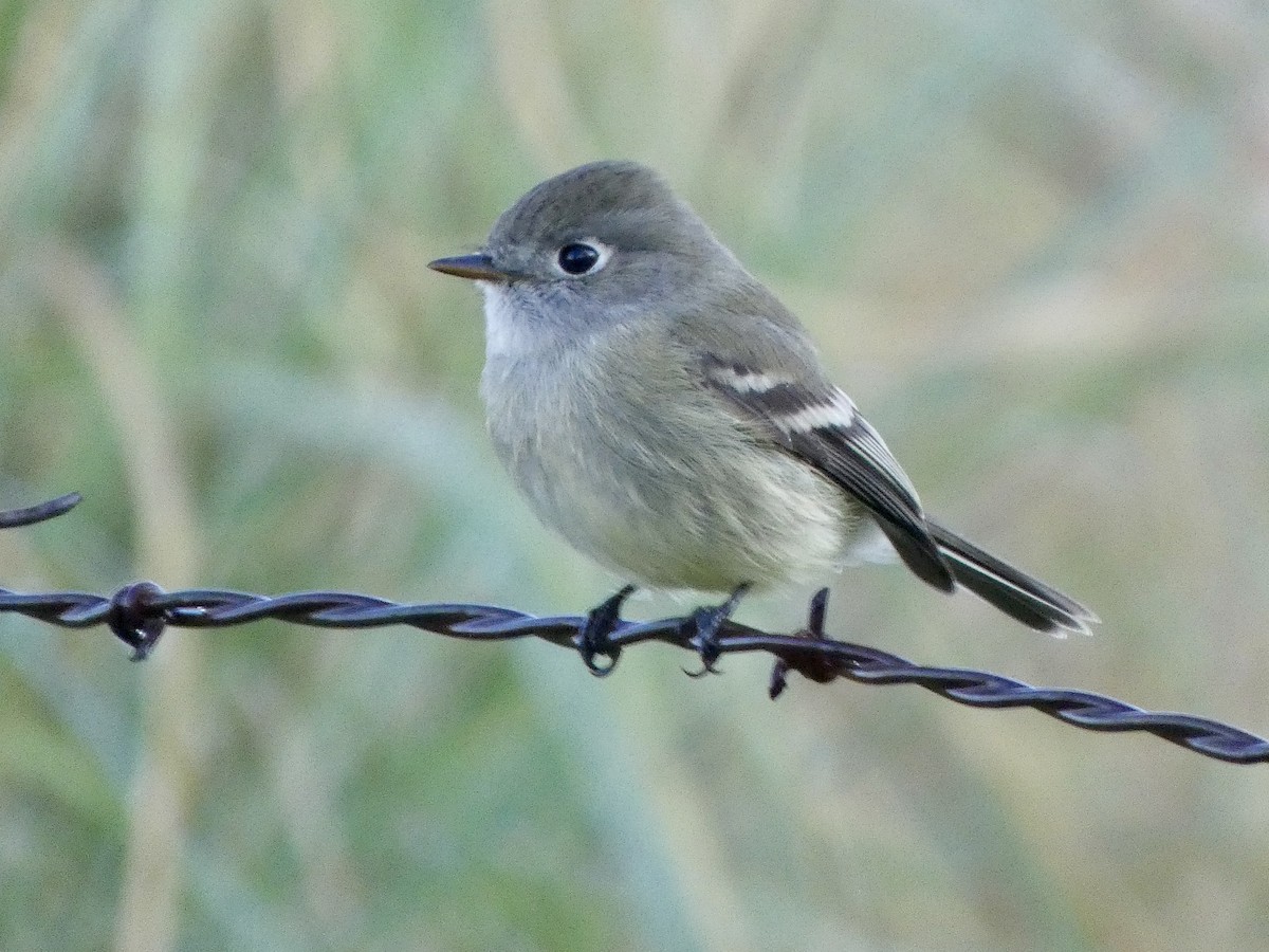 Western Flycatcher (Cordilleran) - ML642178008