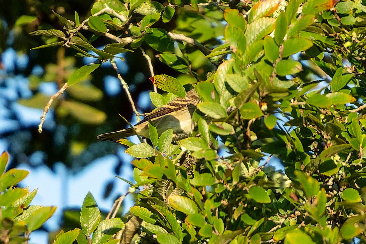 Empidonax sp. - ML642178086