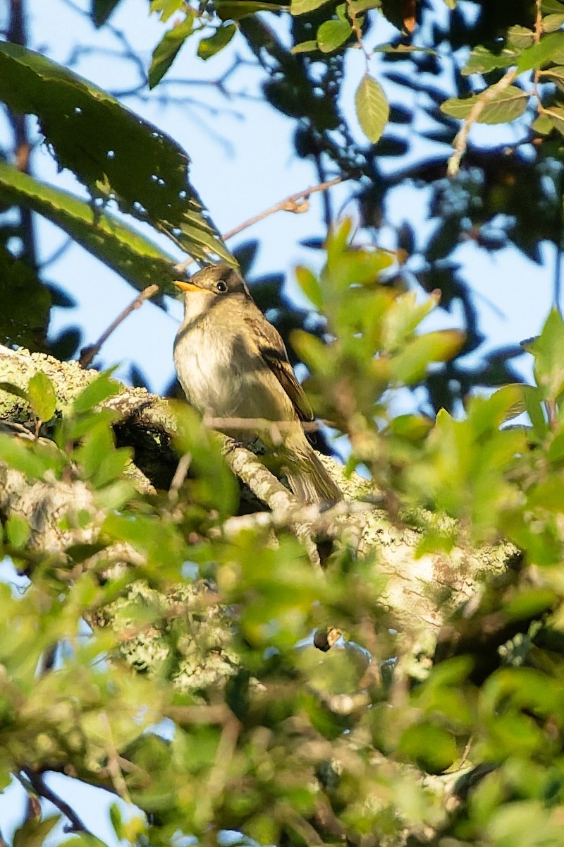 Empidonax sp. - ML642178087