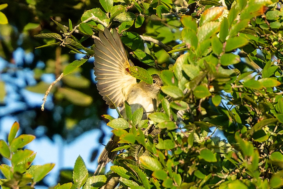Empidonax sp. - ML642178088