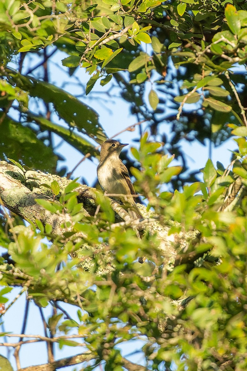 Empidonax sp. - ML642178089