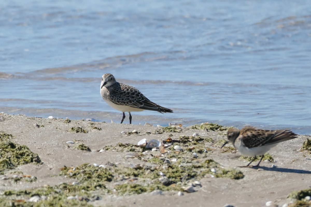 gulbrystsnipe - ML642178091