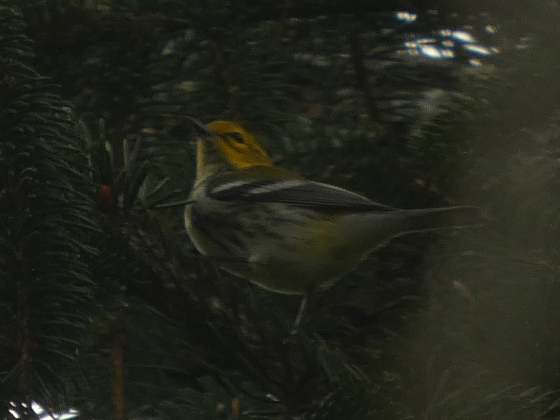 grønnparula - ML642178098