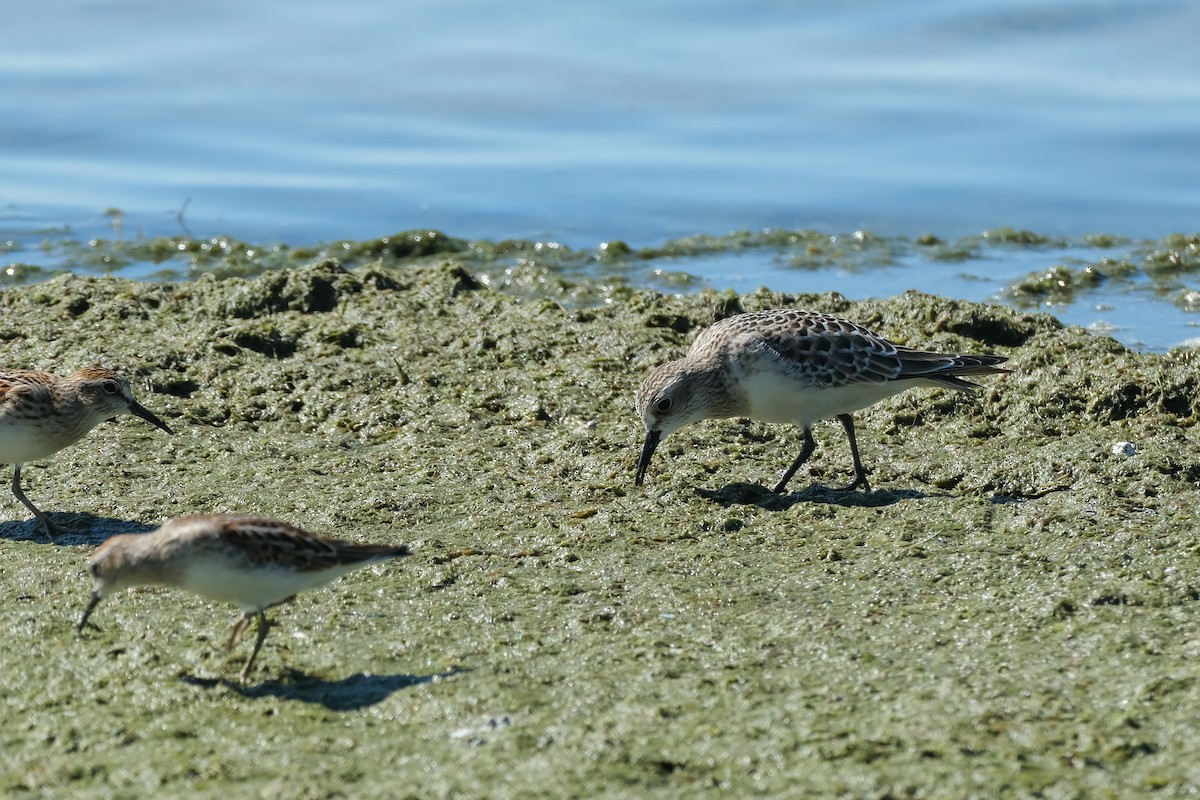 gulbrystsnipe - ML642178100