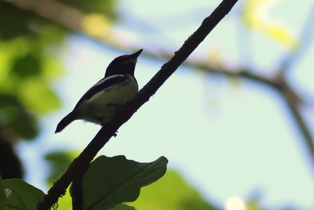 Brown-throated Wattle-eye - ML642178115