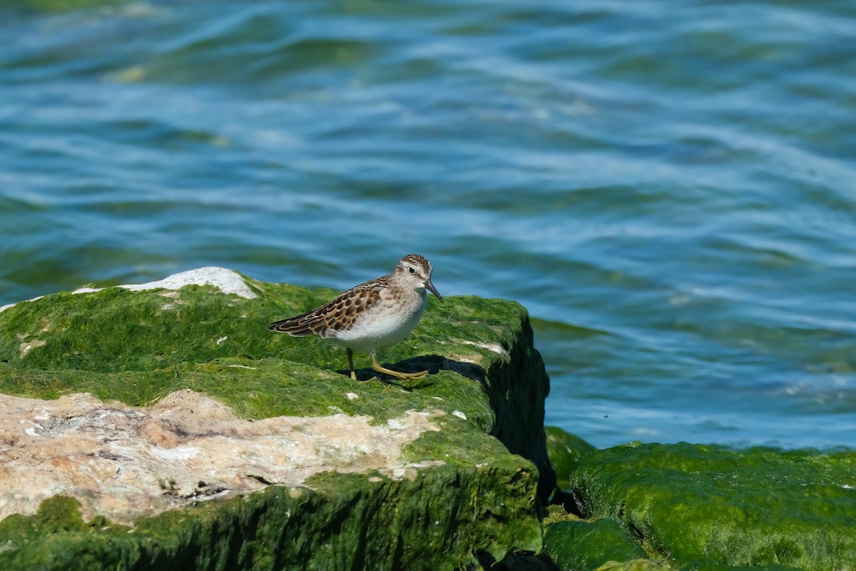 Least Sandpiper - ML642178117