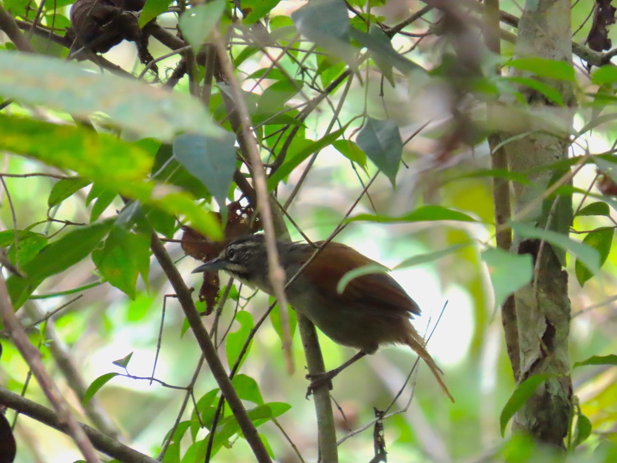 Whiskered Wren - ML642178118