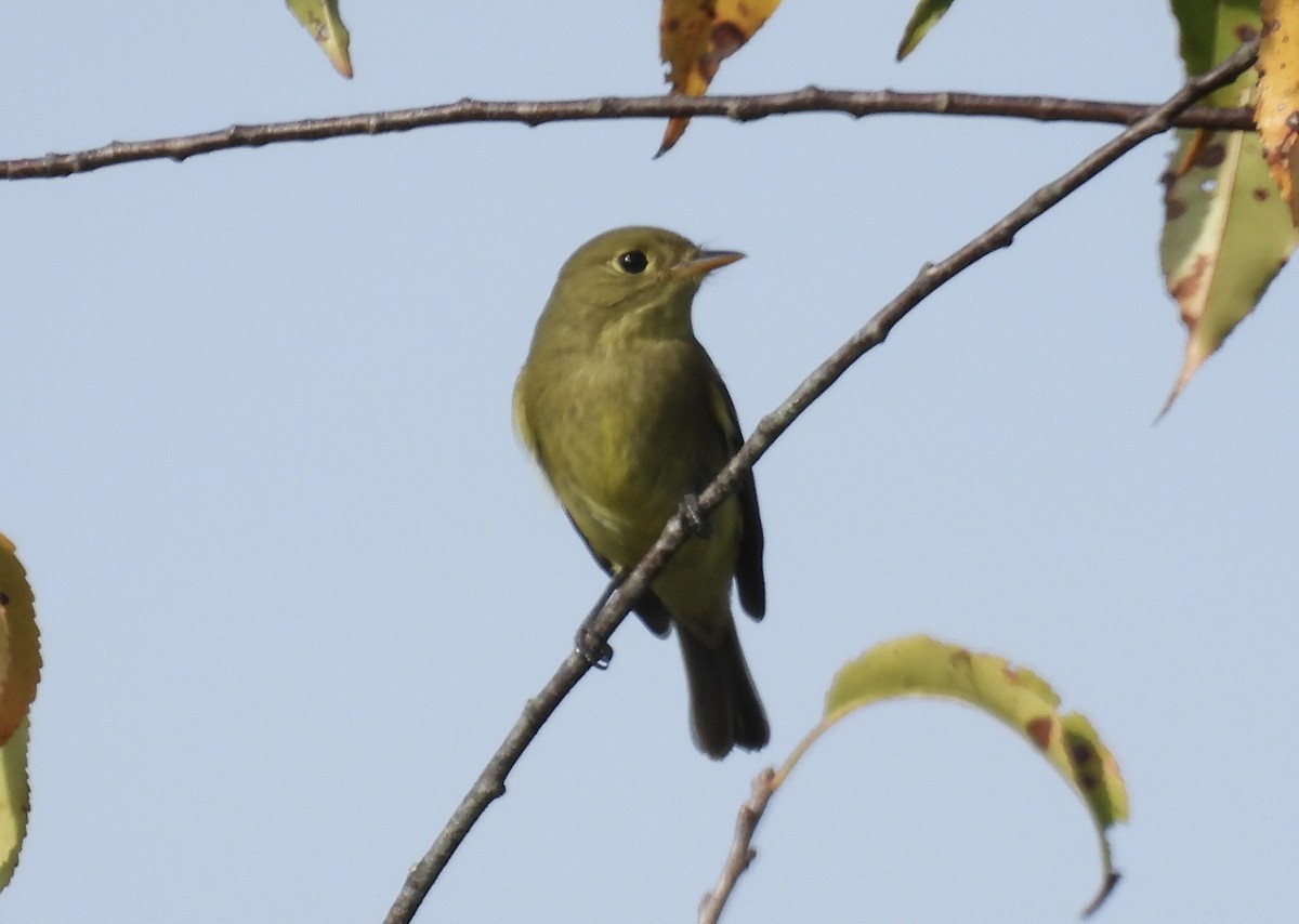 tyranovec žlutobřichý - ML642178122