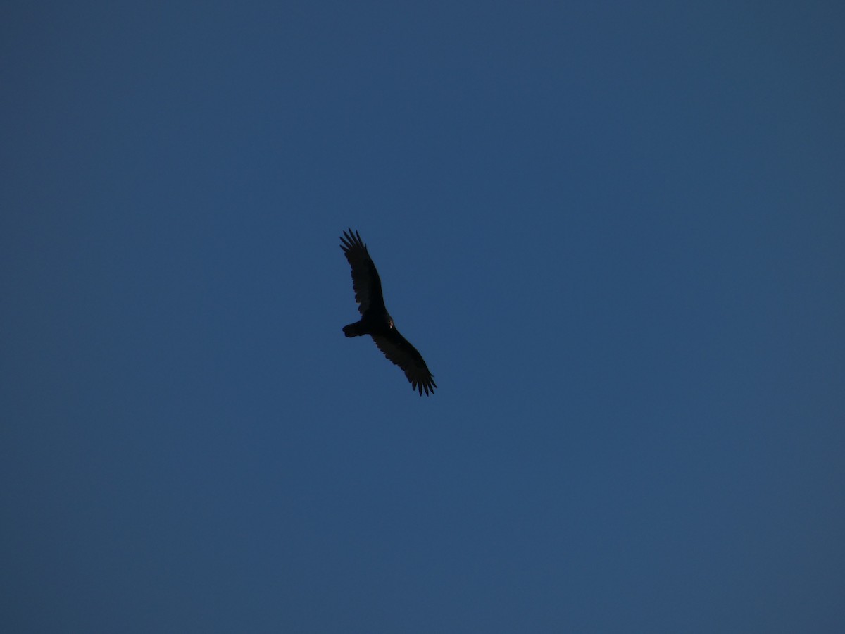 Turkey Vulture - ML642178123