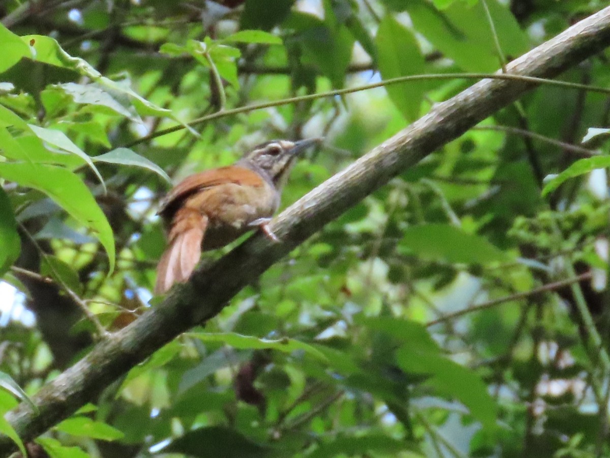 Whiskered Wren - ML642178128