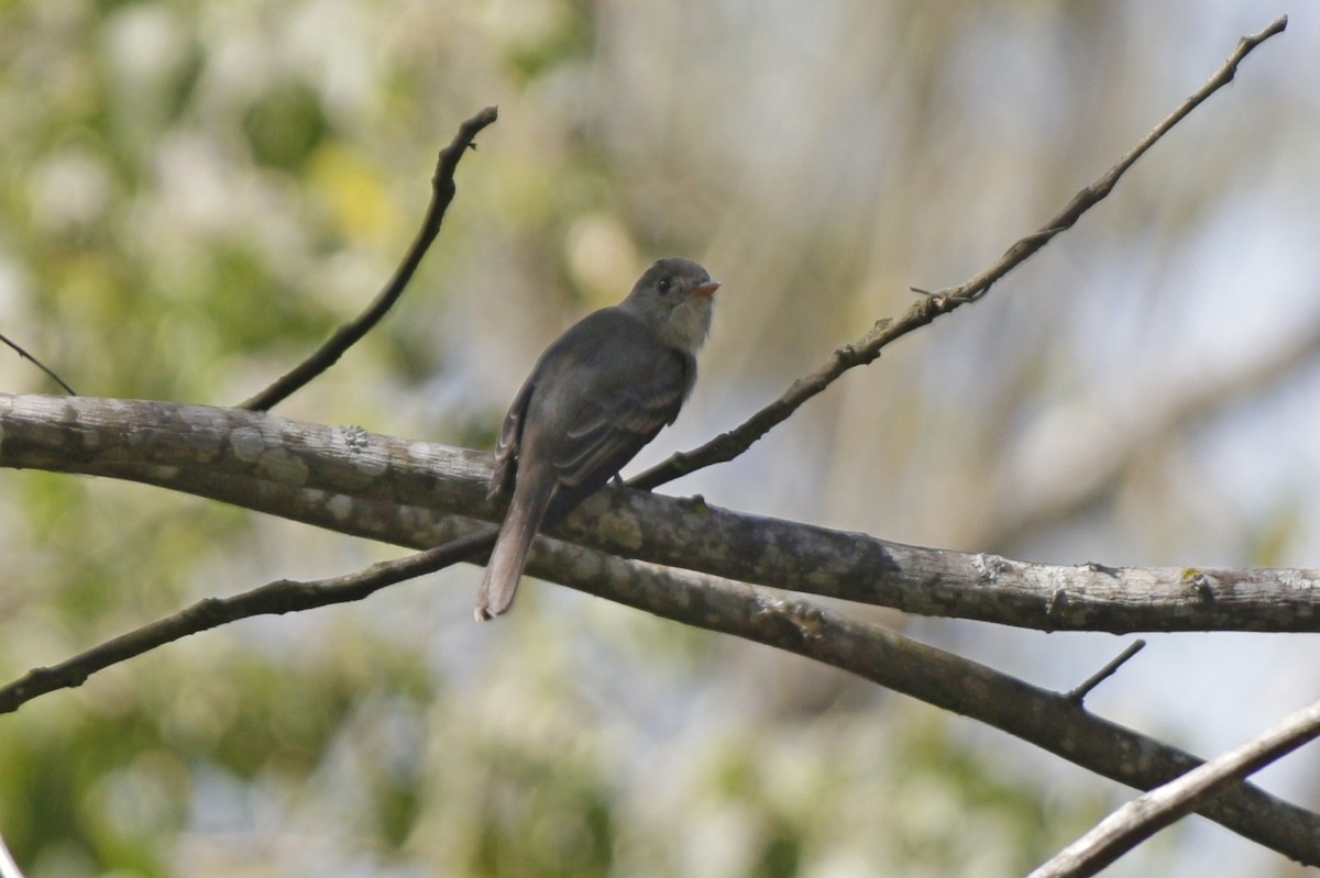 Southern Tropical Pewee - ML642178138