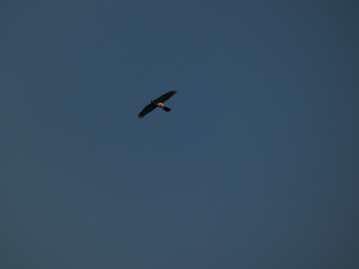 Cooper's Hawk - ML642178146