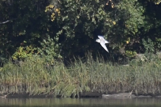 Forster's Tern - ML642178151