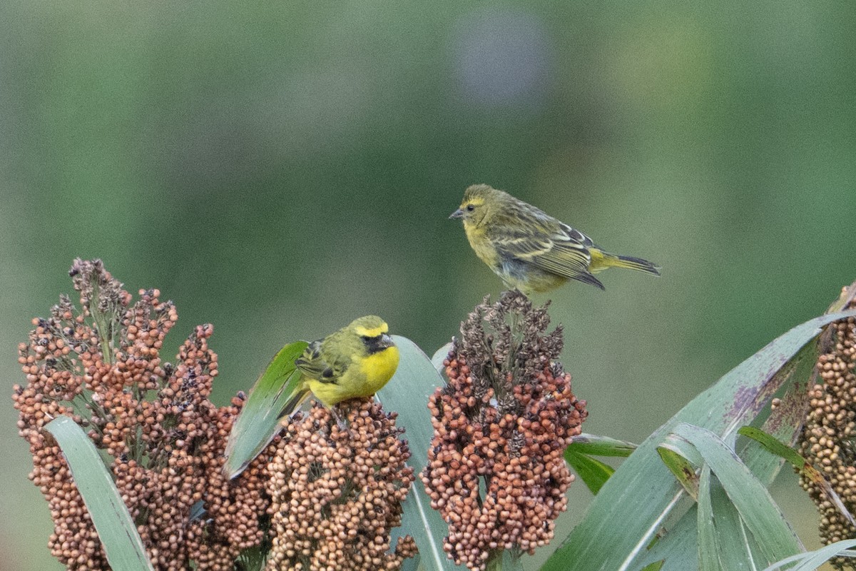 Western Citril - ML642178187