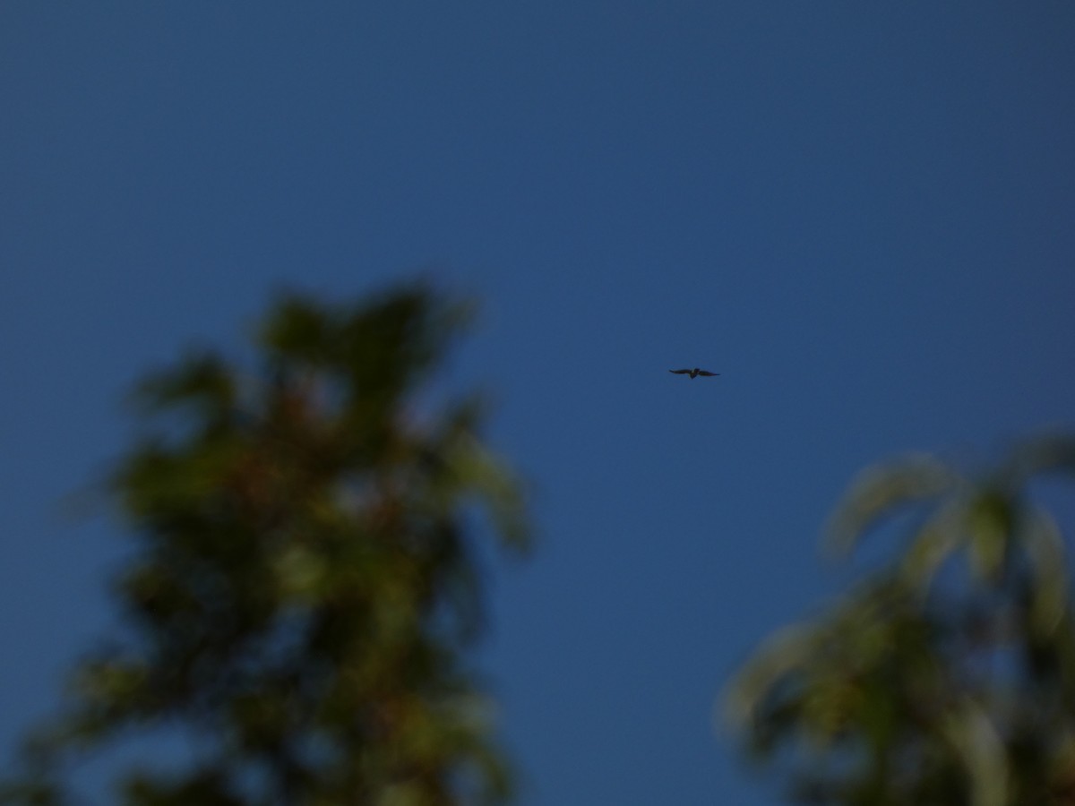 Red-shouldered Hawk - ML642178208