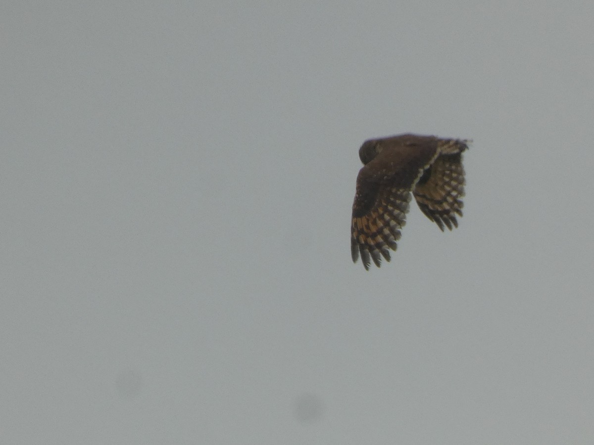 Marsh Owl - ML642178223