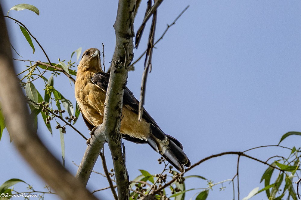 Caracara à tête jaune - ML642178231