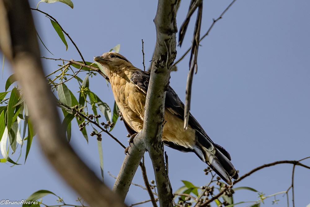 Caracara à tête jaune - ML642178232