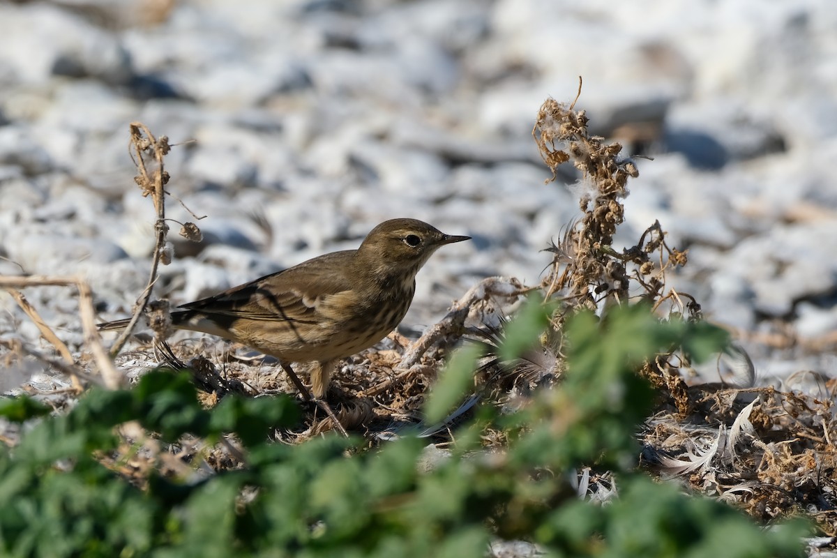 Pipit d'Amérique - ML642178235
