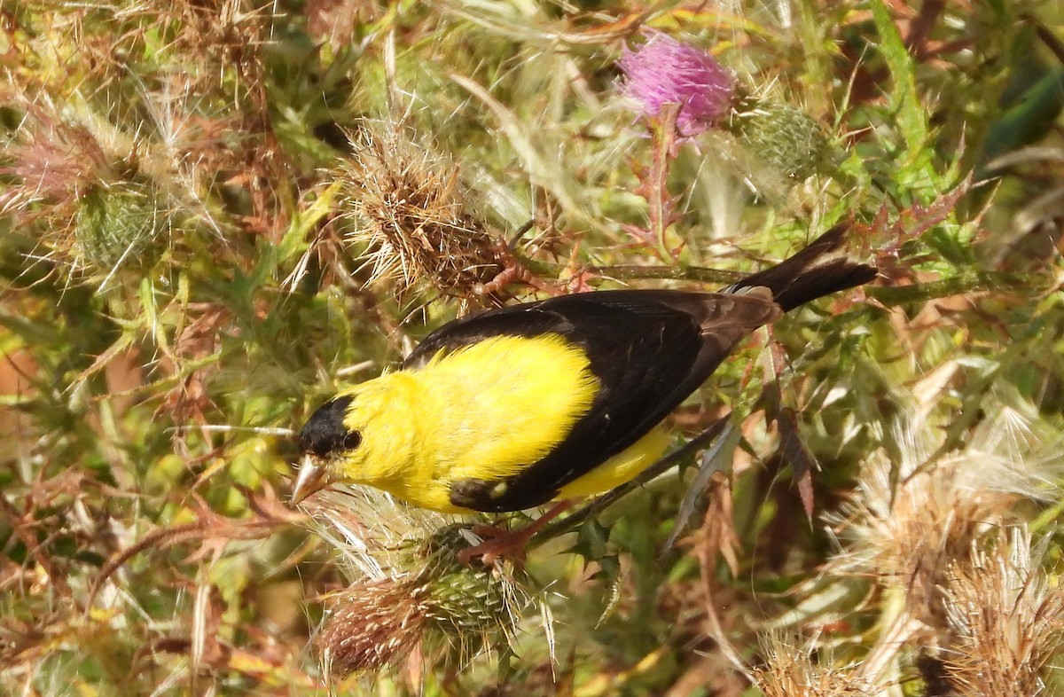 Chardonneret jaune - ML642178237