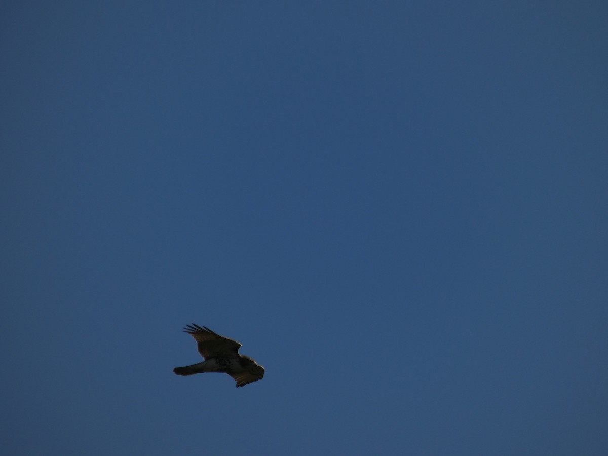 Red-tailed Hawk - ML642178250