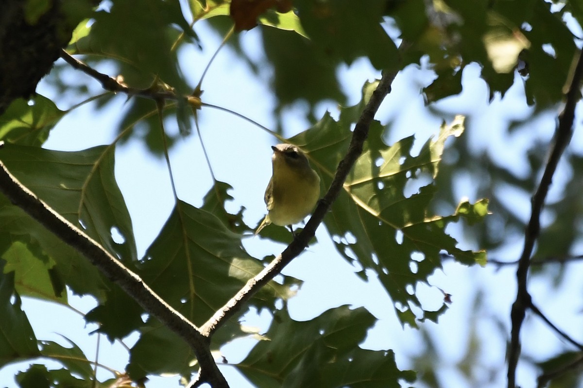 Philadelphia Vireo - ML642178254